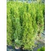 Thuja occidentalis Smaragd, túje
