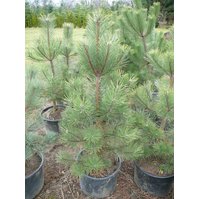 Pinus nigra, borovice černá
