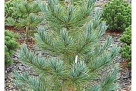 Pinus cembra