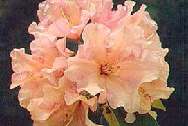 Rododendrony