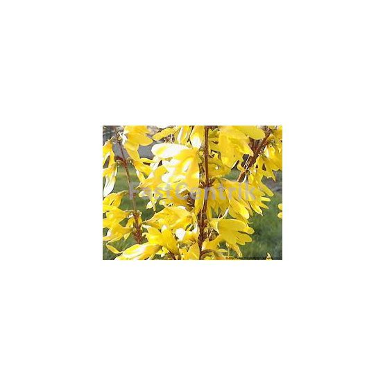 Forsythia x intermedia Lynwood gold  60-80cm