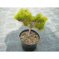 Pinus banksiana Welch