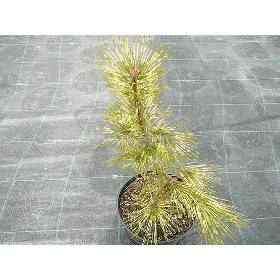 Pinus densiflora Oculis Draconis