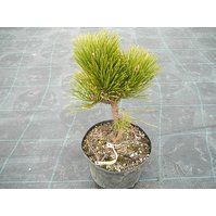 Pinus nigra Bílá Lhota