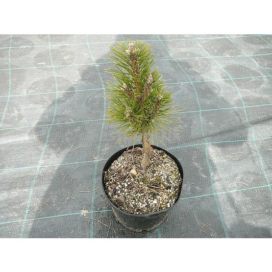 Pinus nigra Komet