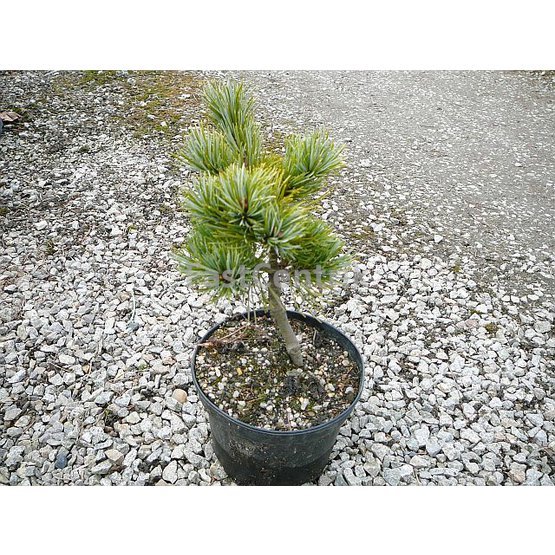 Pinus parviflora Hagaromo, borovice