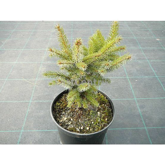 Picea sitchensis Fritche