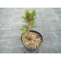 Pinus thunbergii Kotobuki