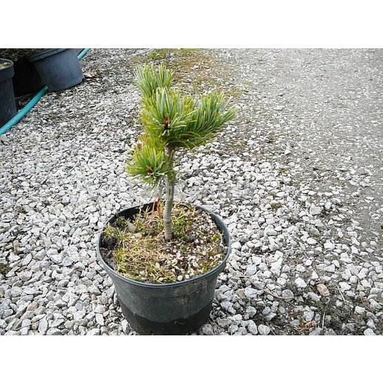 Pinus parviflora Tayo Nishiki
