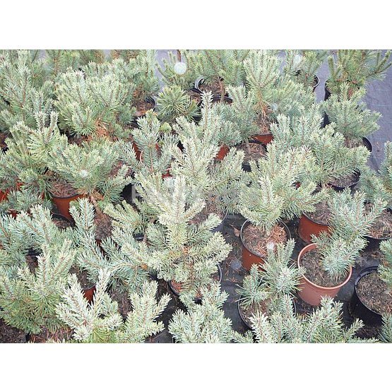 Pinus sylvestris Compresa