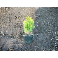 Thuja orientalis Gold Pygmy