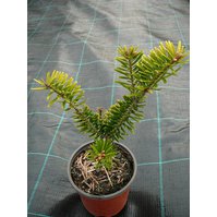 Abies firma 'Golden'