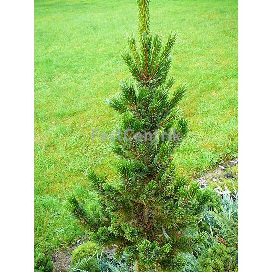 Pinus aristata, Borovice osinatá