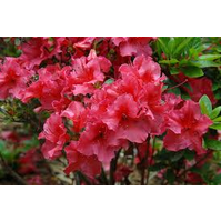 Azalea 'Kazuko'