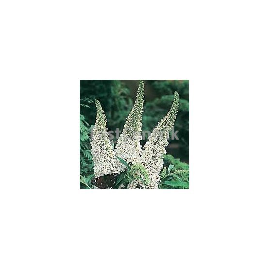 Buddleja davidi 'White Profusion'