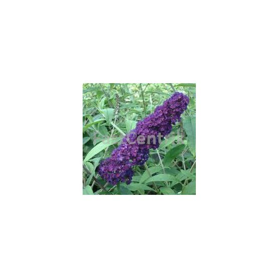 Buddleja davidii 'Black Knight'