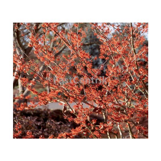 Hamamelis x intermedia Jelena