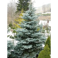 Picea pungens 'Hopsii'