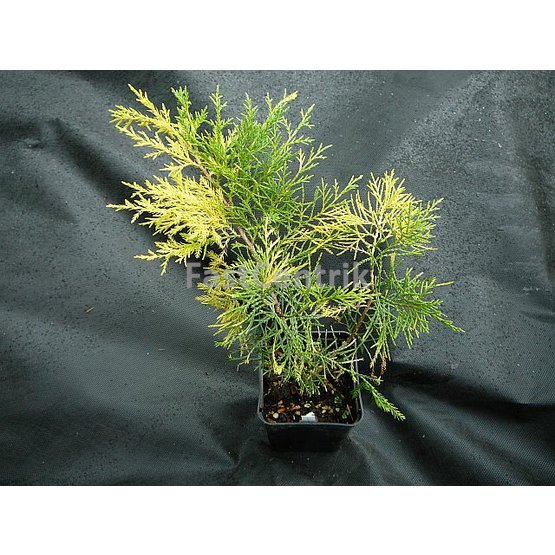 Juniperus x media Aureovariegata