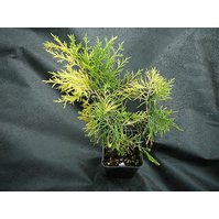 Juniperus x media Aureovariegata