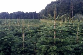 Vánoční stromky- vypěstujte si svůj vánoční stromek