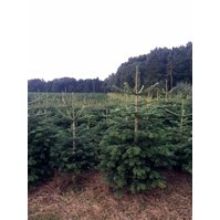 Vánoční stromky- vypěstujte si svůj vánoční stromek