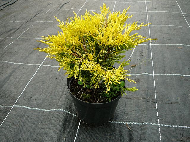 Juniperus Horizontalis Lime Glow () Juniperus Horizontalis Lime Glow
