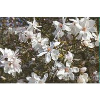 Magnolia loebneri Merril