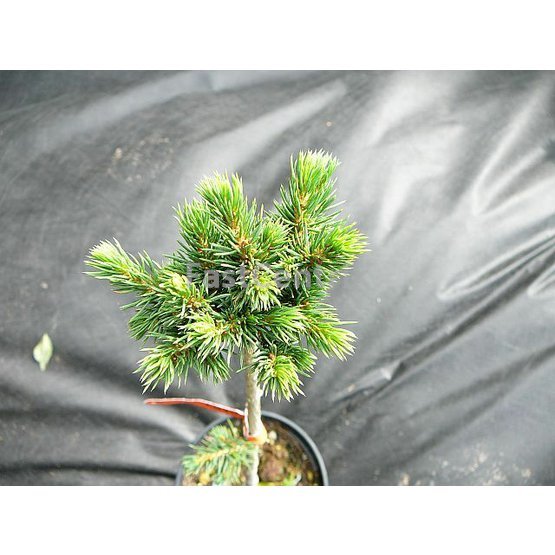 Picea abies Baby