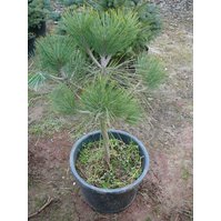 Pinus jeffreyi,  borovice Jeffreyova