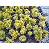 Pinus mugo Winter gold