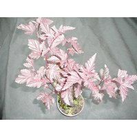 Physocarpus opulifolius - červenolistý