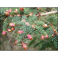 Picea koyamai