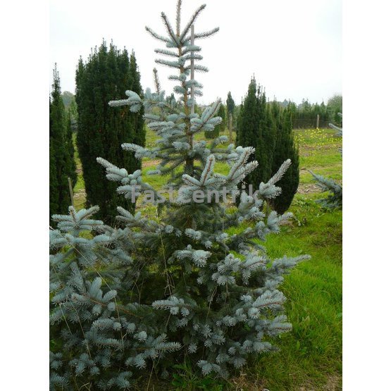 Picea pungens 'Glauca , Smrk pichlavý, stříbrný