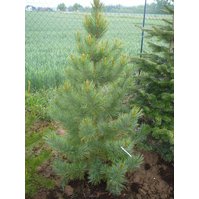 Pinus cembra, Borovice limba