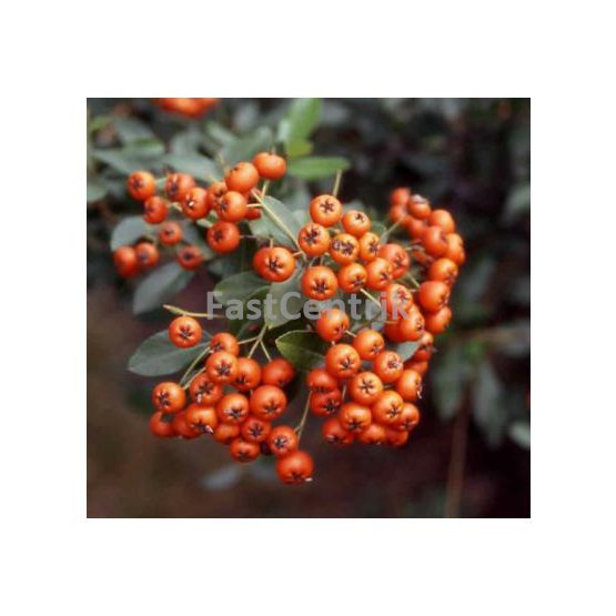 Pyracantha coccinea