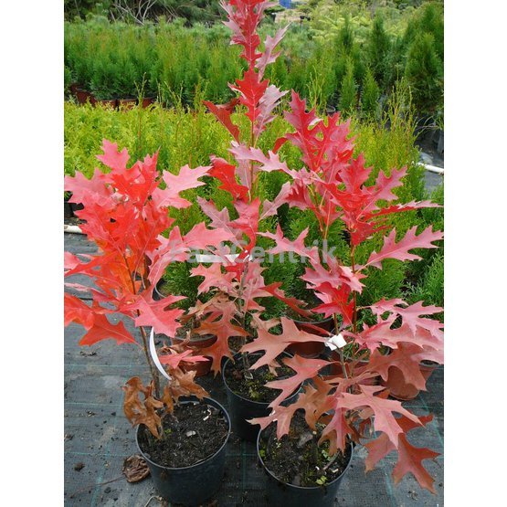 Quercus palustris 'Fire'