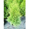 Thuja occidentalis Smaragd, túje