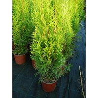 Thuja occidentalis 'Smaragd',Túje