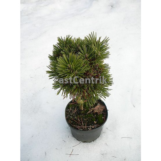 Pinus pseudopumilio WB 10