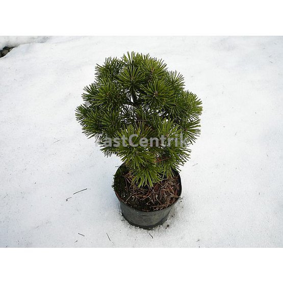 Pinus pseudopumilio WB 6