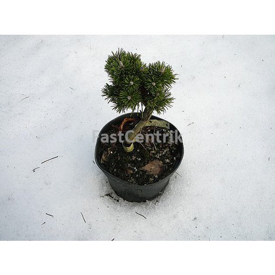 Pinus pseudopumilio WB 7