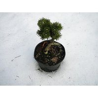 Pinus pseudopumilio WB 7