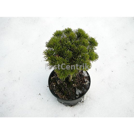 Pinus pseudopumilio WB 8