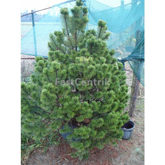 Pinus pseudopumilio WB, borovice