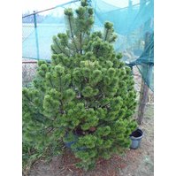 Pinus pseudopumilio WB, borovice