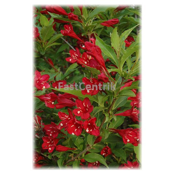 Weigelia hybrida Red Prince